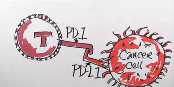 pd1.png